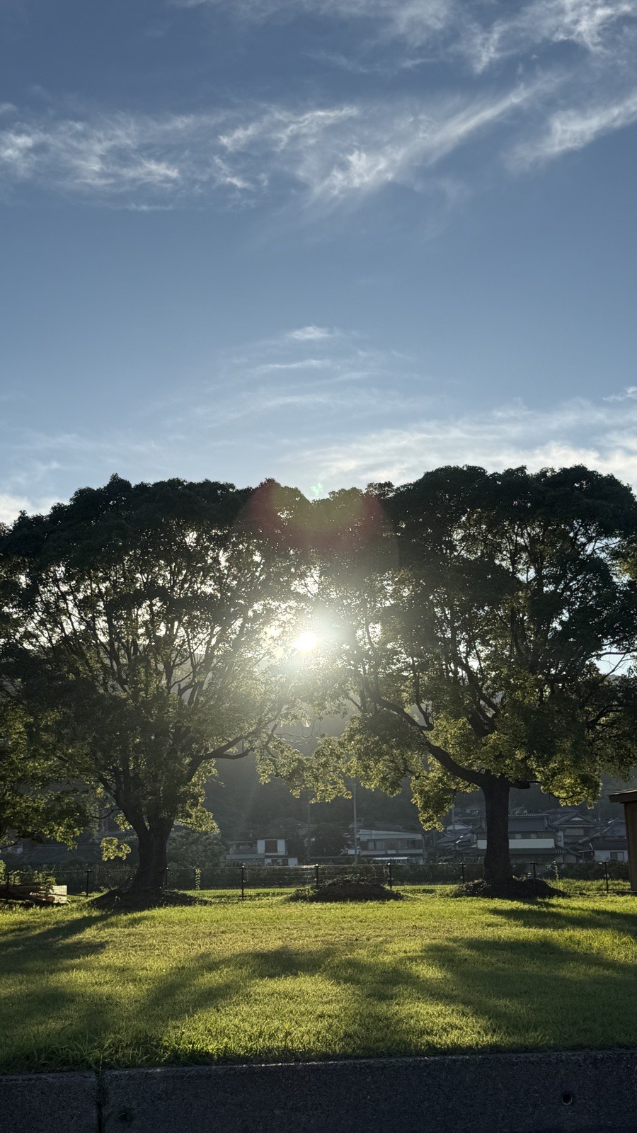 木立と芝生のひろがる形上公園。木のあいだから日がさしこんでいる