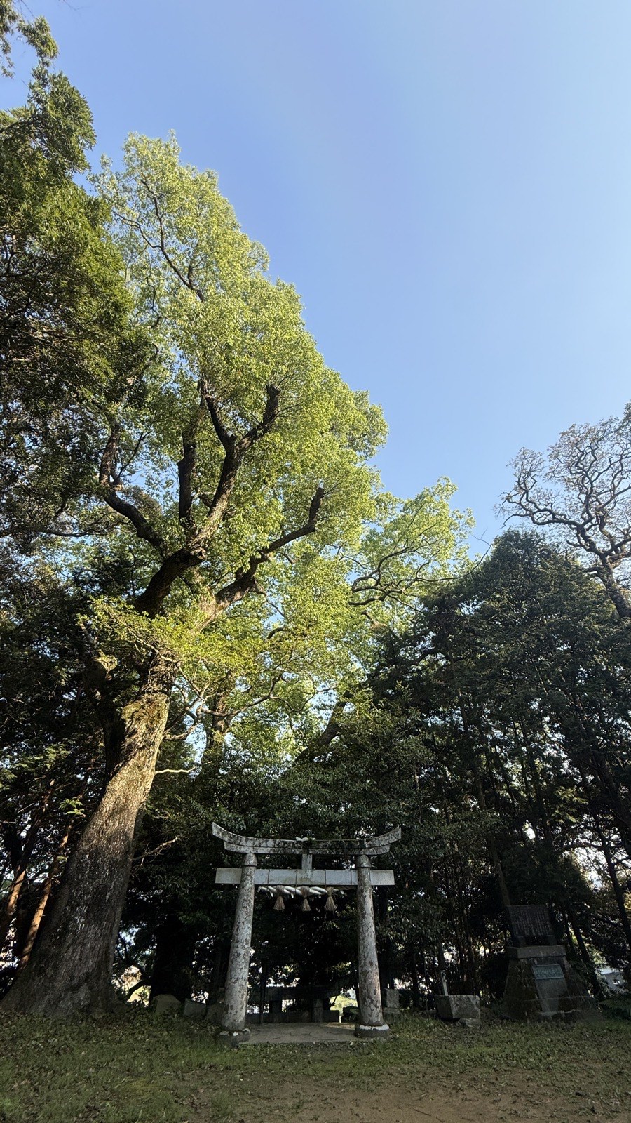 木立のなかに立つ、三輪神社の石の鳥居