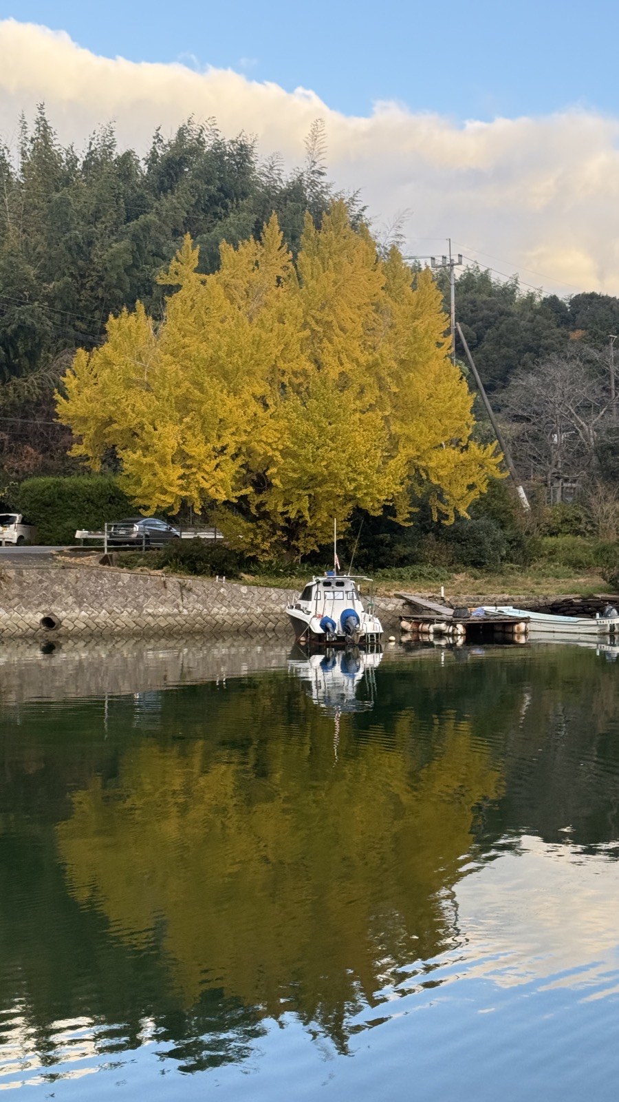 水ぎわに立つ大きないちょうの木。葉が黄色く色づき、つないだ舟のむこうにそびえている